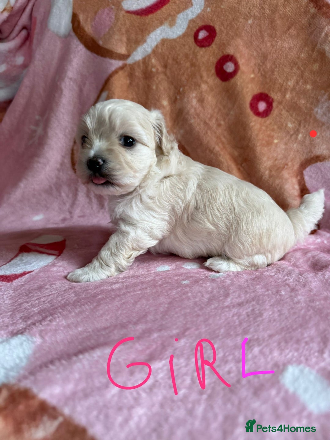 Maltipoo dogs for sale: Gorgeous Maltipoo puppies  - Advert 5