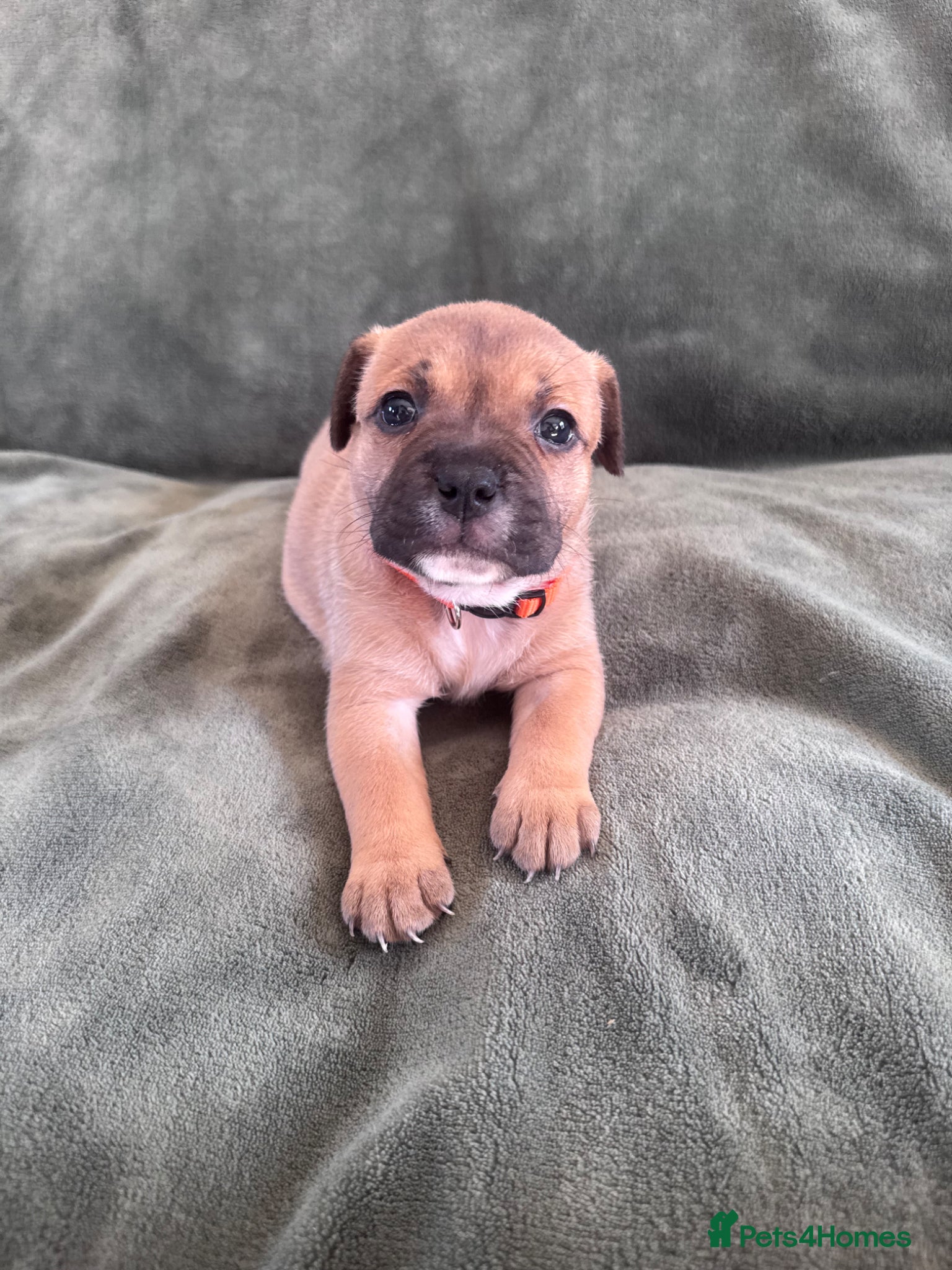 Staffordshire Bull Terrier dogs KC Staffordshire Bull Terrier - Advert 6