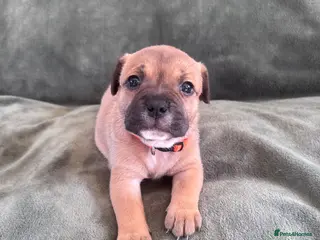 Staffordshire Bull Terrier dogs KC Staffordshire Bull Terrier - Advert 6