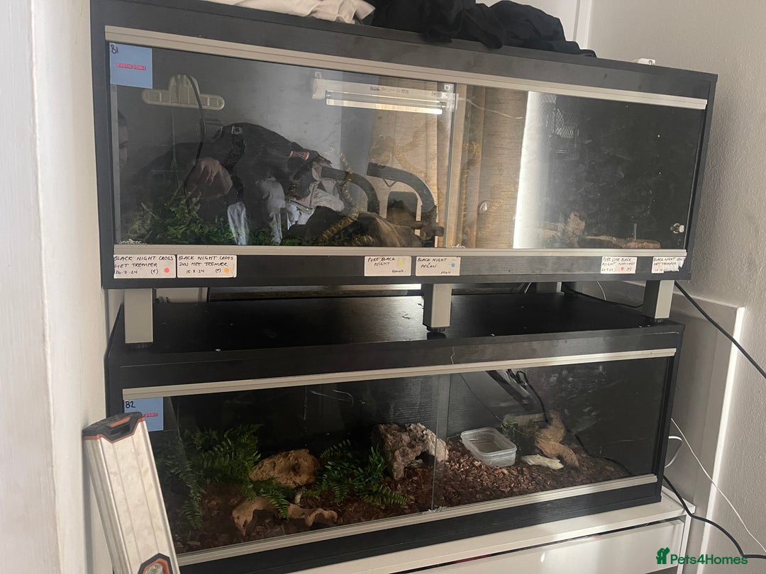 Boa Snake reptiles for sale: Absolutely gorgeous boa - Paradigm Jungle  - Image 4