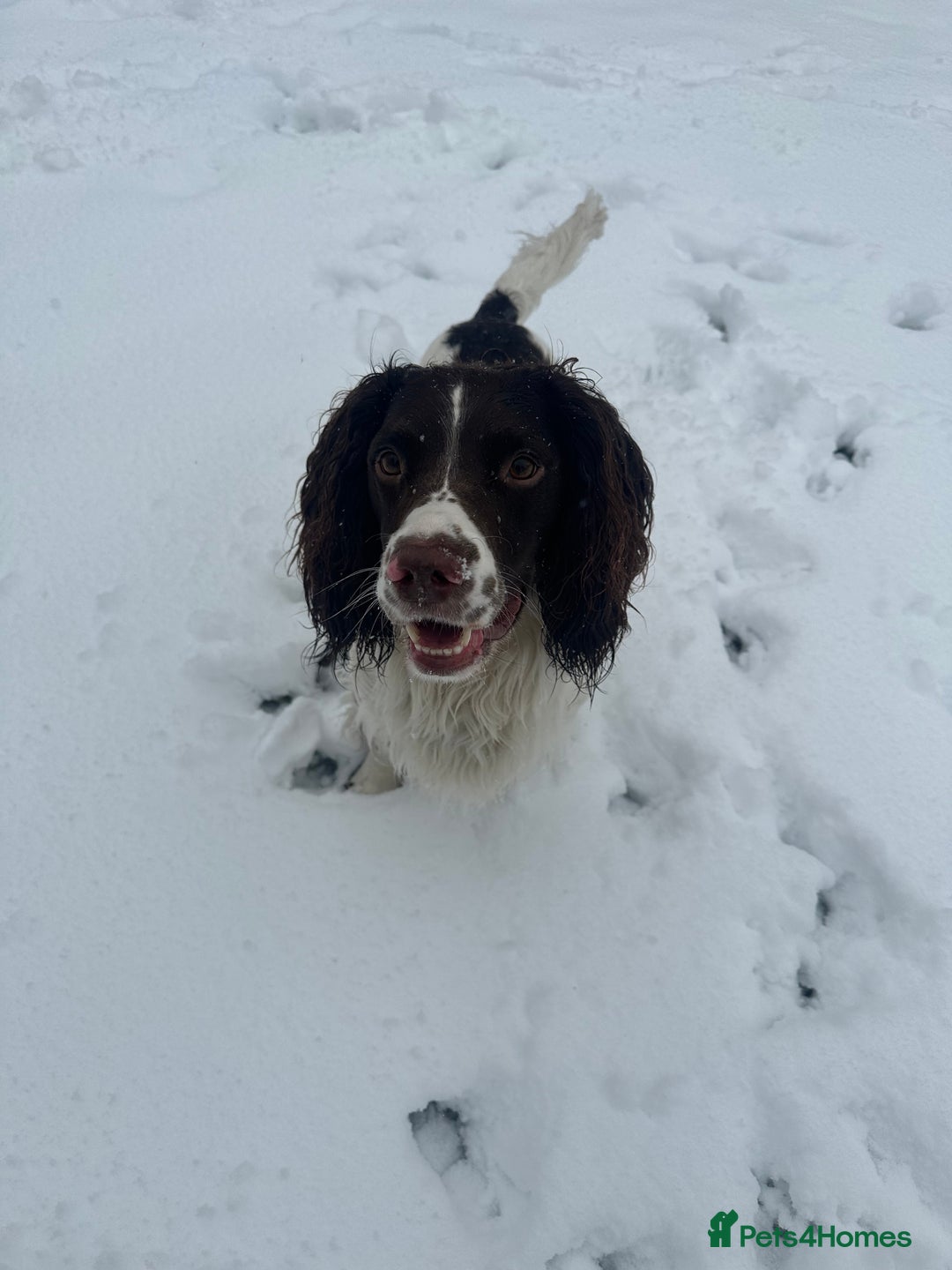 English Springer Spaniel dogs for stud: *KC registered* Gus available for stud in Pontefract - Advert 18