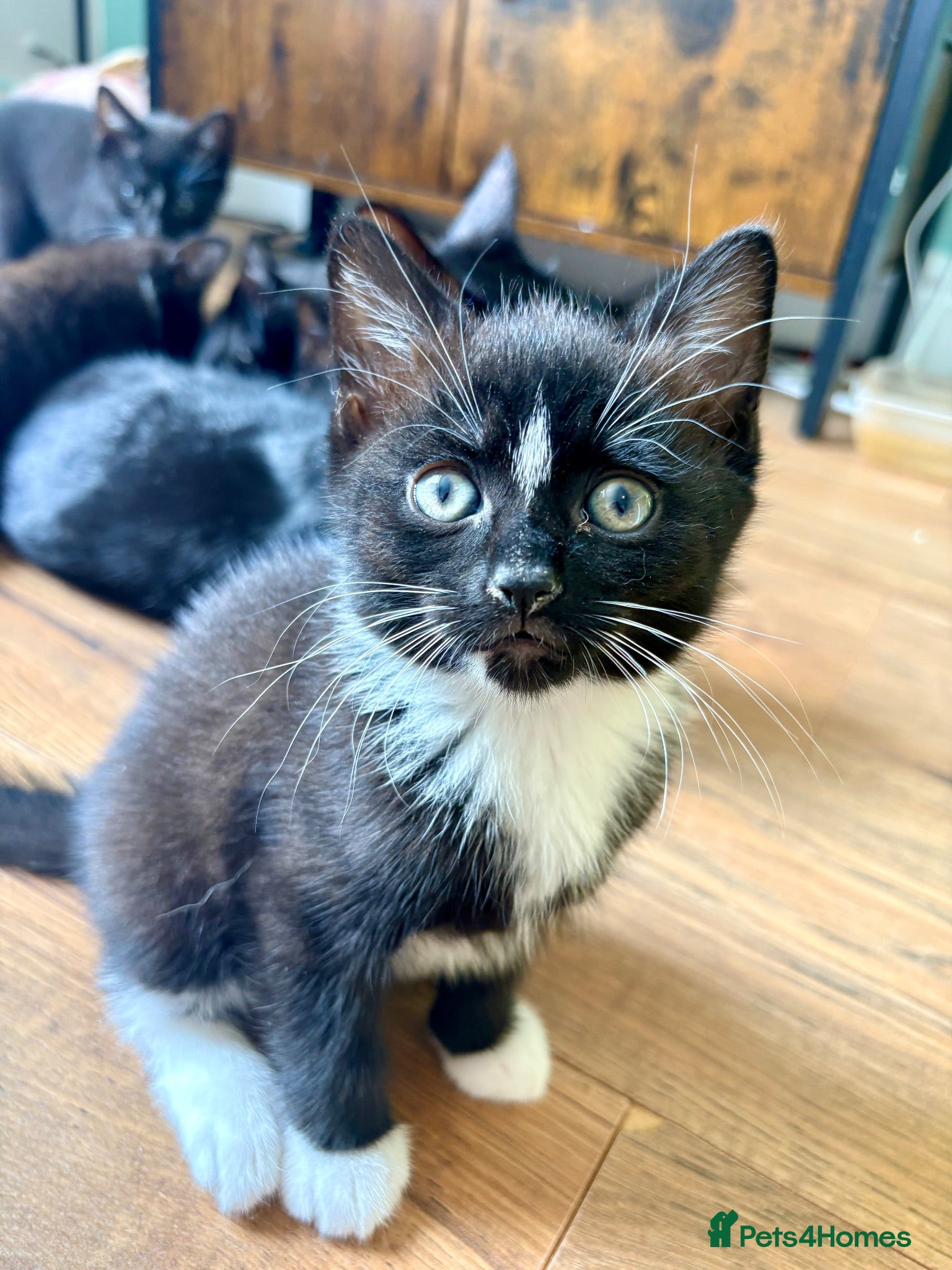 Mixed Breed cats Beautiful Black & White Female Kitten - Advert 2