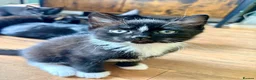 Mixed Breed cats for sale: Beautiful Black & White Female Kitten - Advert 1