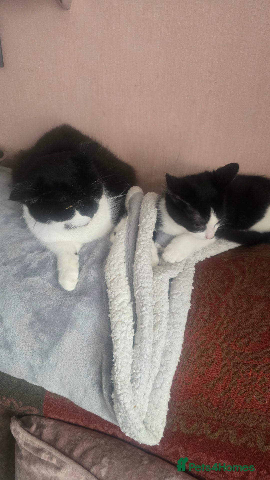 Mixed Breed cats for sale: Two beautiful boys  - Image 5