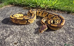 Python Snake reptiles for sale: Ball pythons - Image 9
