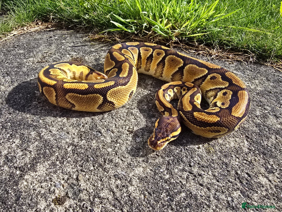 Python Snake reptiles for sale: Ball pythons - Image 9