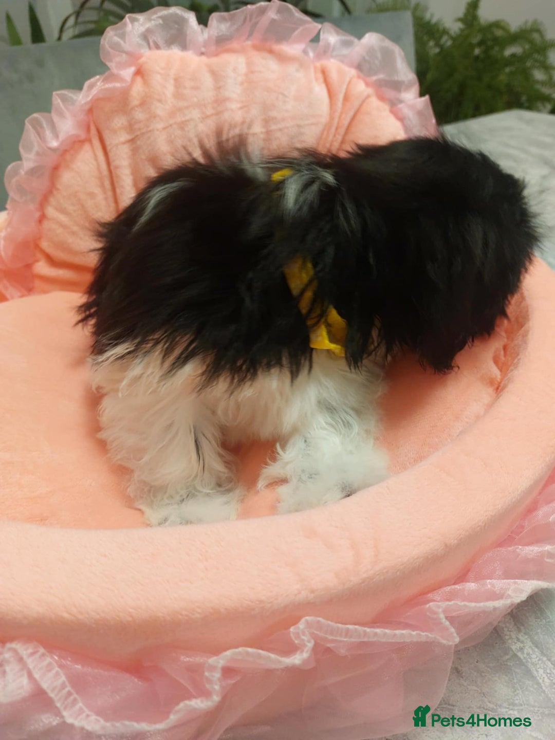 Shih Tzu dogs for sale: 🩷 Beautiful Shitzu Puppies 🩷 - Image 33