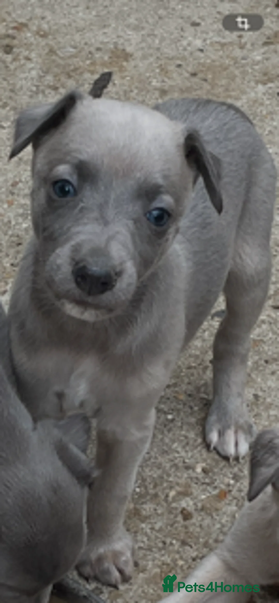 Whippet dogs for sale: Whippet Puppies for sale  - Advert 1