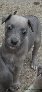 Whippet dogs Whippet Puppies for sale - Advert 1