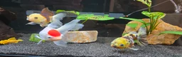 Fancy Goldfish fish for sale: High Grade Orandas / Gold Bristle Nose Plecos - Advert 6
