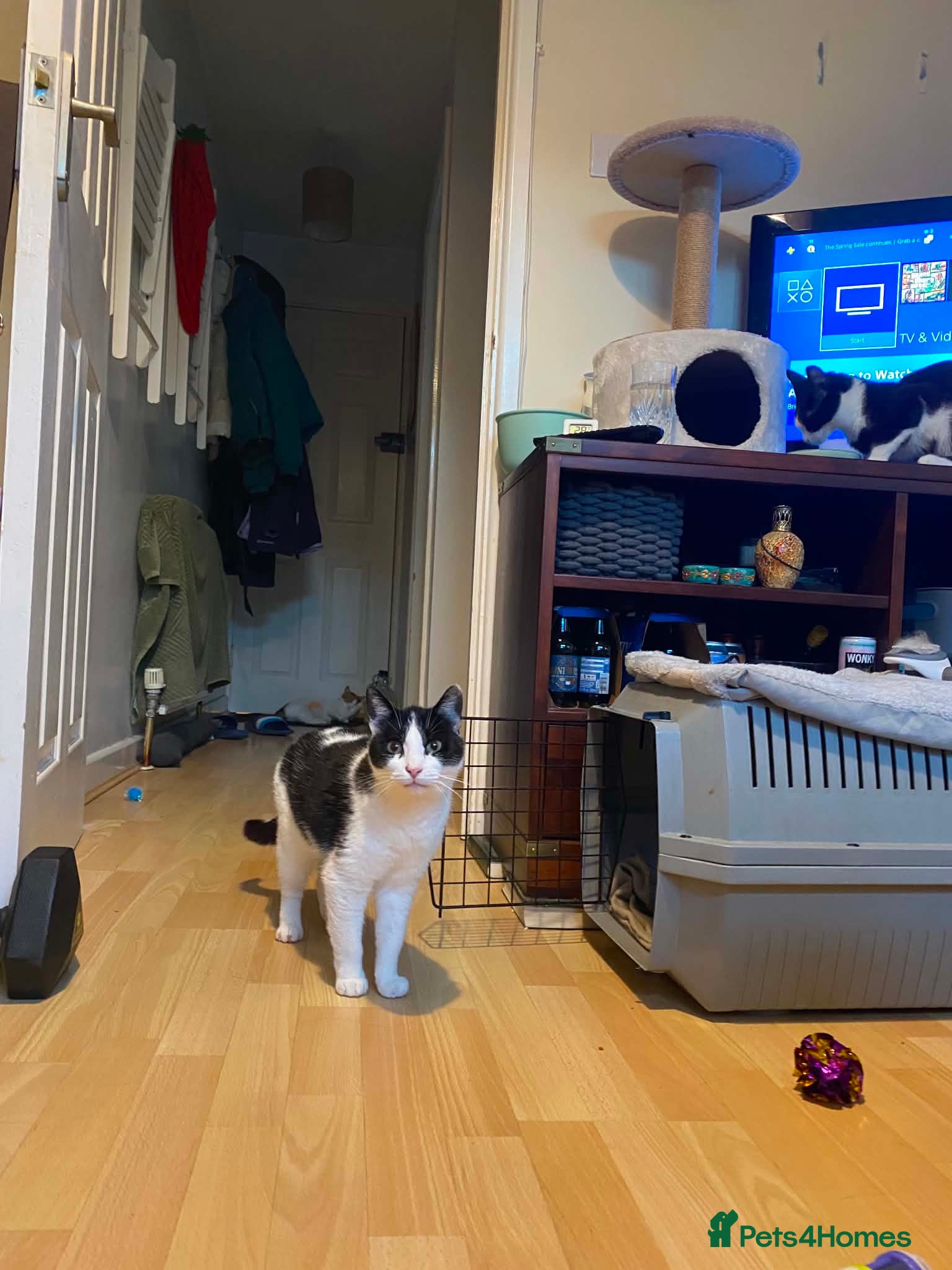 Mixed Breed cats for adoption: Nora -Guildford surrey  in Guildford - Advert 4