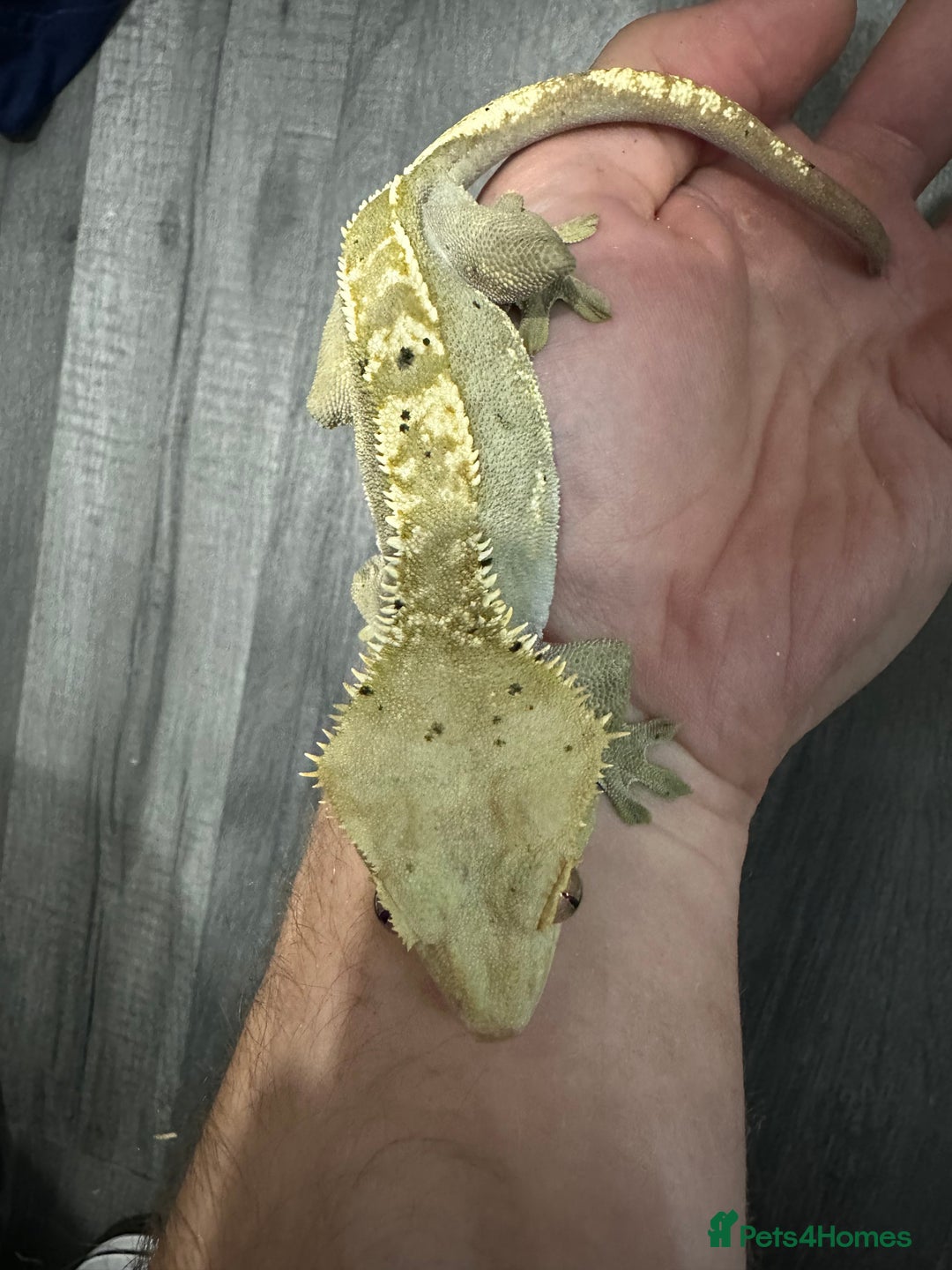 Snake reptiles for sale: Multiple animals - Advert 8