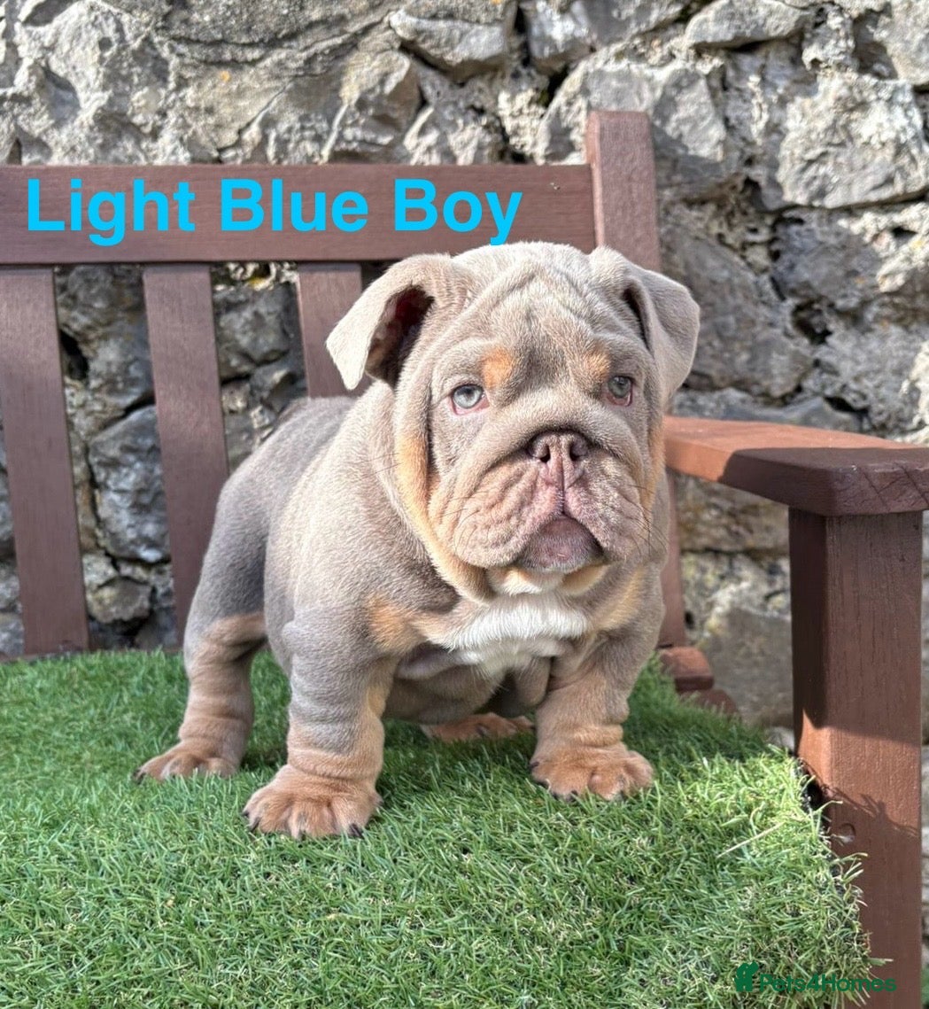English Bulldog dogs KC Registered English bulldog puppies ❤️💙 - Advert 9