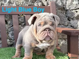 English Bulldog dogs KC Registered English bulldog puppies ❤️💙 - Advert 9
