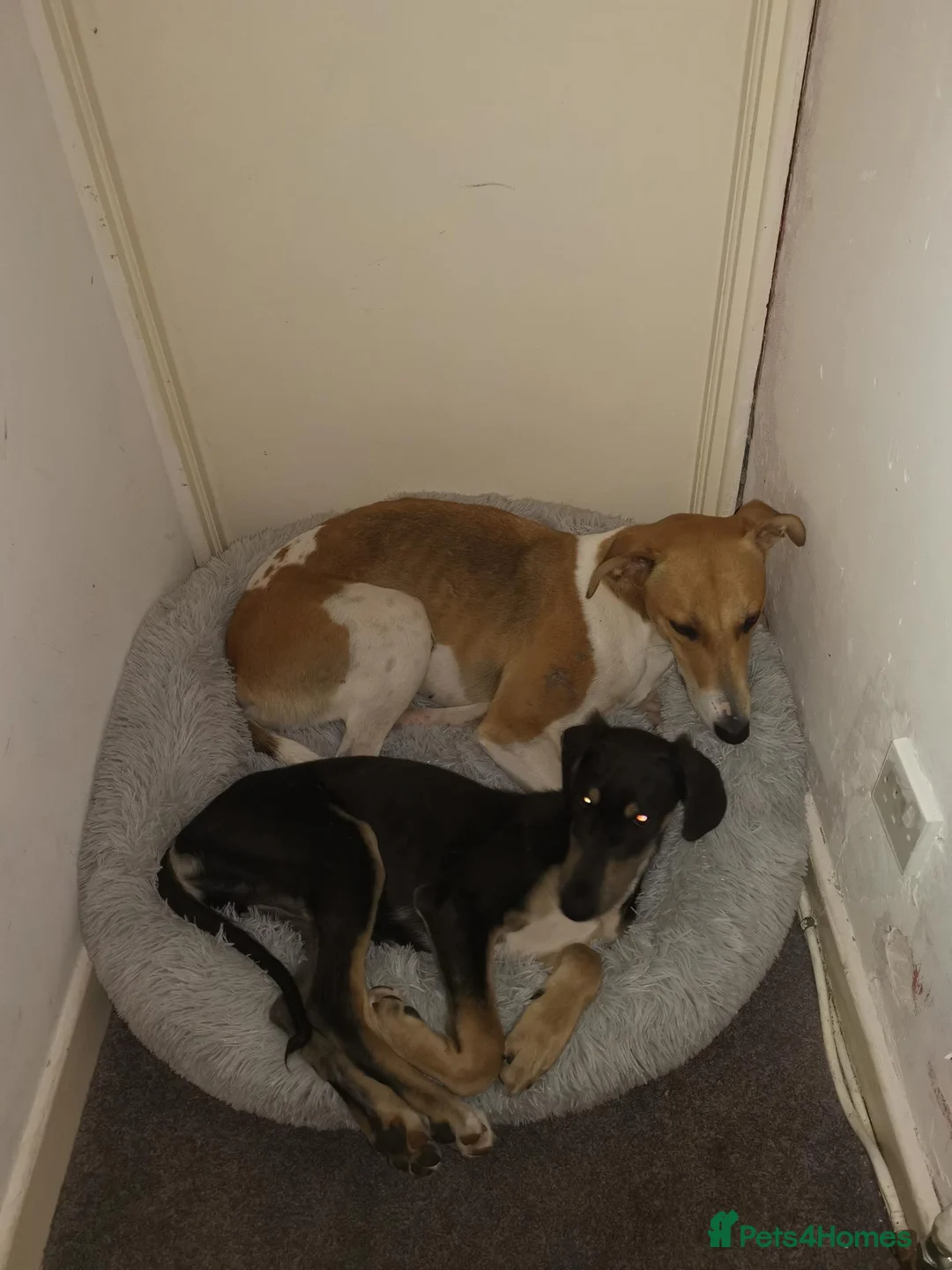 Mixed Breed dogs for sale: Lady and Sammy in Liverpool - Advert 5