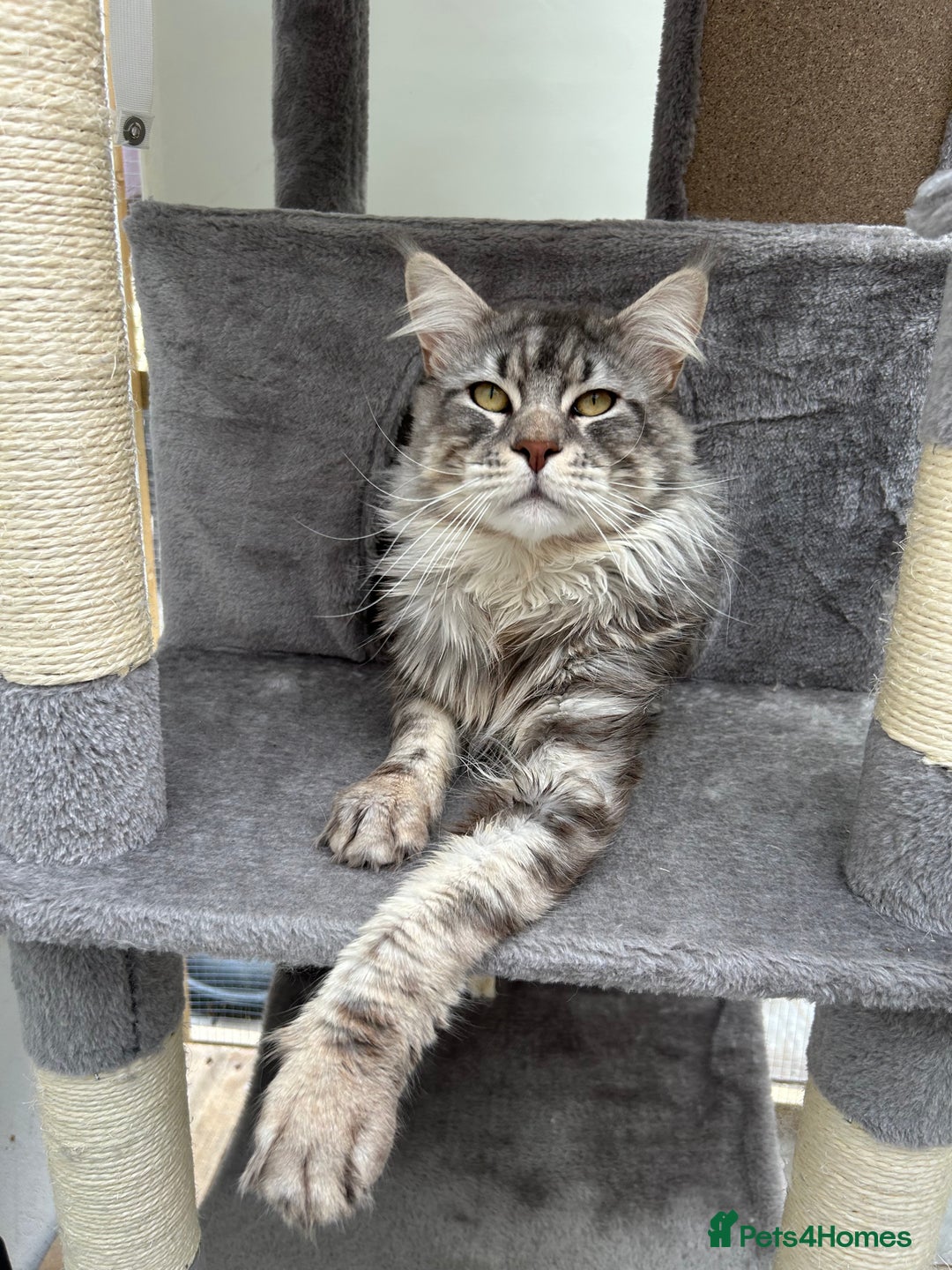 Maine Coon cats for stud: TICA reg DNA clear Black Silver Boy  - Advert 6