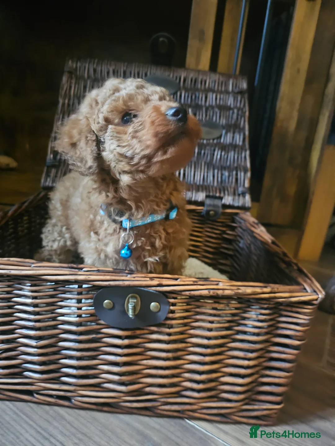 Toy Poodle dogs for sale: Toy poodle  - Advert 3