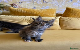 Maine Coon cats for sale: GCCF Registered Maine Coons Ready 16th August  in Banbury - Image 34