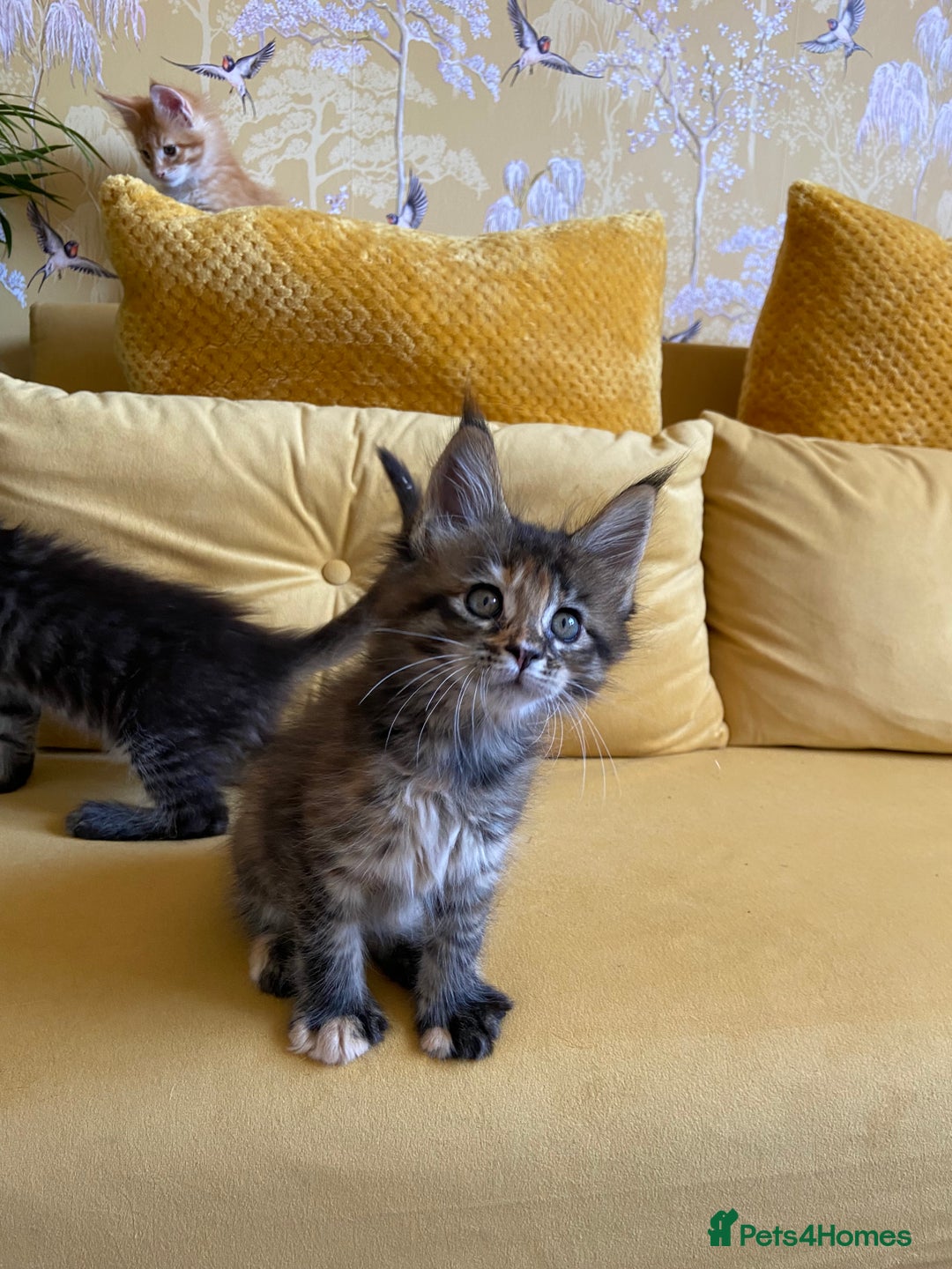 Maine Coon cats for sale: GCCF Registered Maine Coons Ready 16th August  in Banbury - Image 34