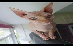 Sphynx cats for sale: ** For Adoption ** Sphynx Cats - Image 5