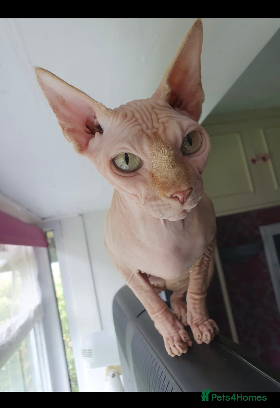 Sphynx cats for sale: ** For Adoption ** Sphynx Cats - Image 5