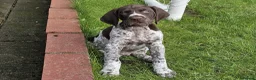 German Shorthaired Pointer dogs for sale: Premium GSP Puppies from Award-Winning Bloodlines - Advert 13