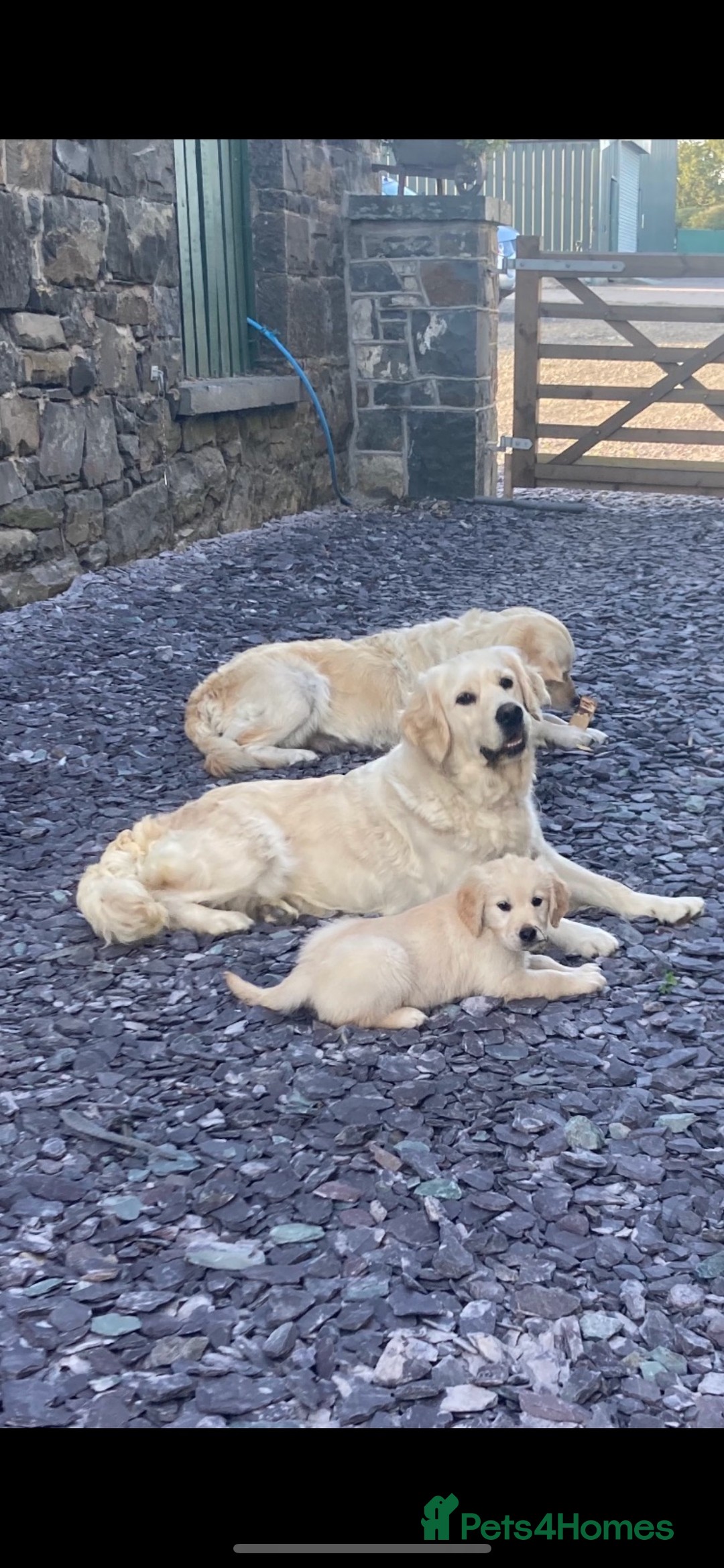 Golden Retriever dogs for sale: Gorgeous outstanding puppies  - Advert 2
