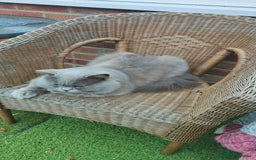 British Longhair cats for stud:  Exclusive British Blue Stud –  Friendly - Image 4