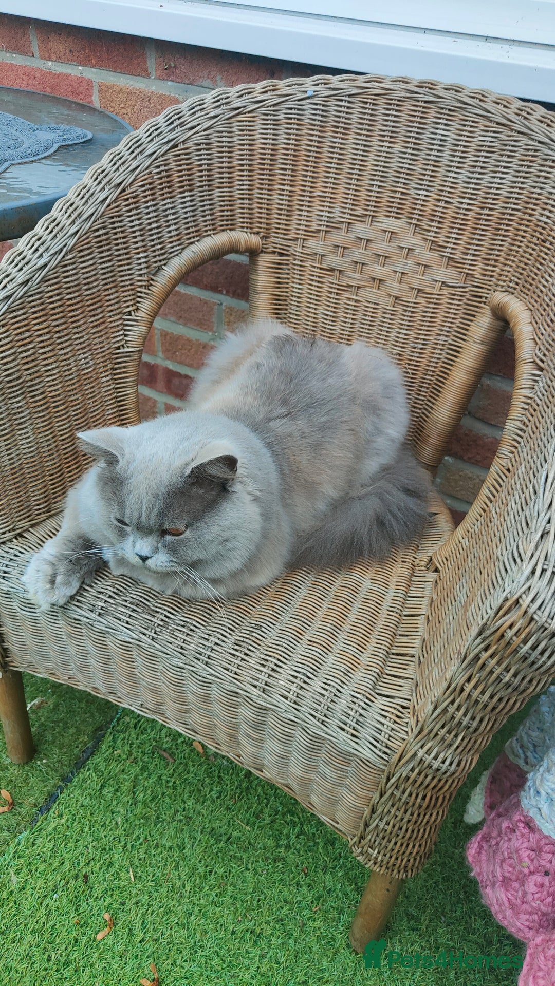 British Longhair cats for stud:  Exclusive British Blue Stud –  Friendly - Image 4