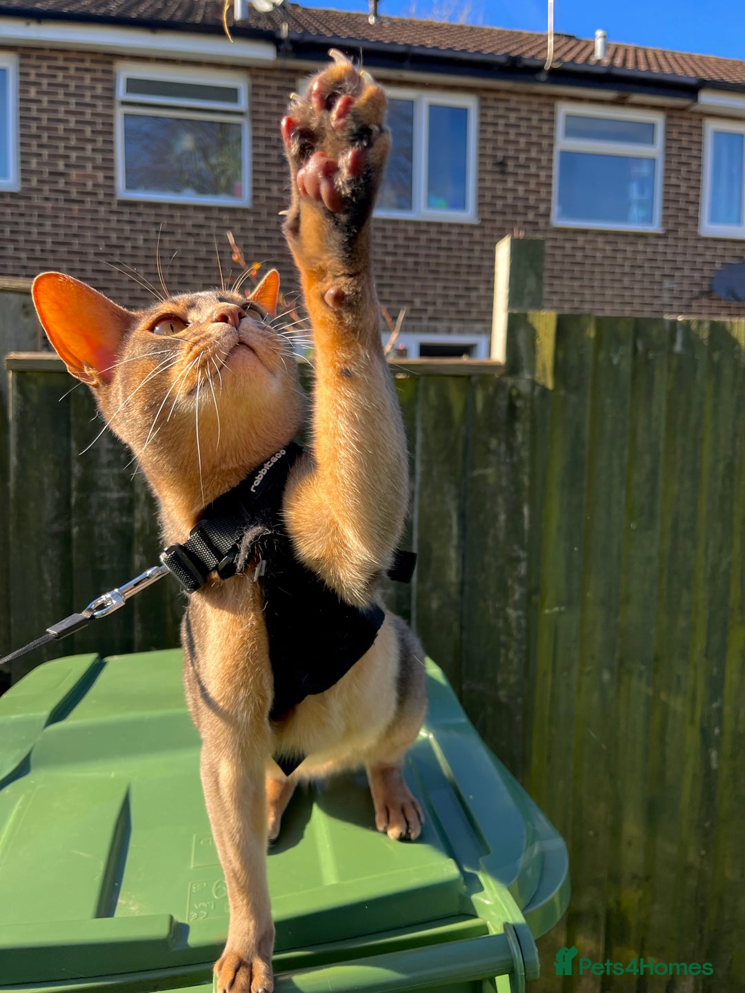 Abyssinian cats for sale: Abyssinian male - Image 6