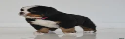 Bernese Mountain Dog dogs for sale: KC REGISTERED BERNEESE PUPPIES  - Advert 13
