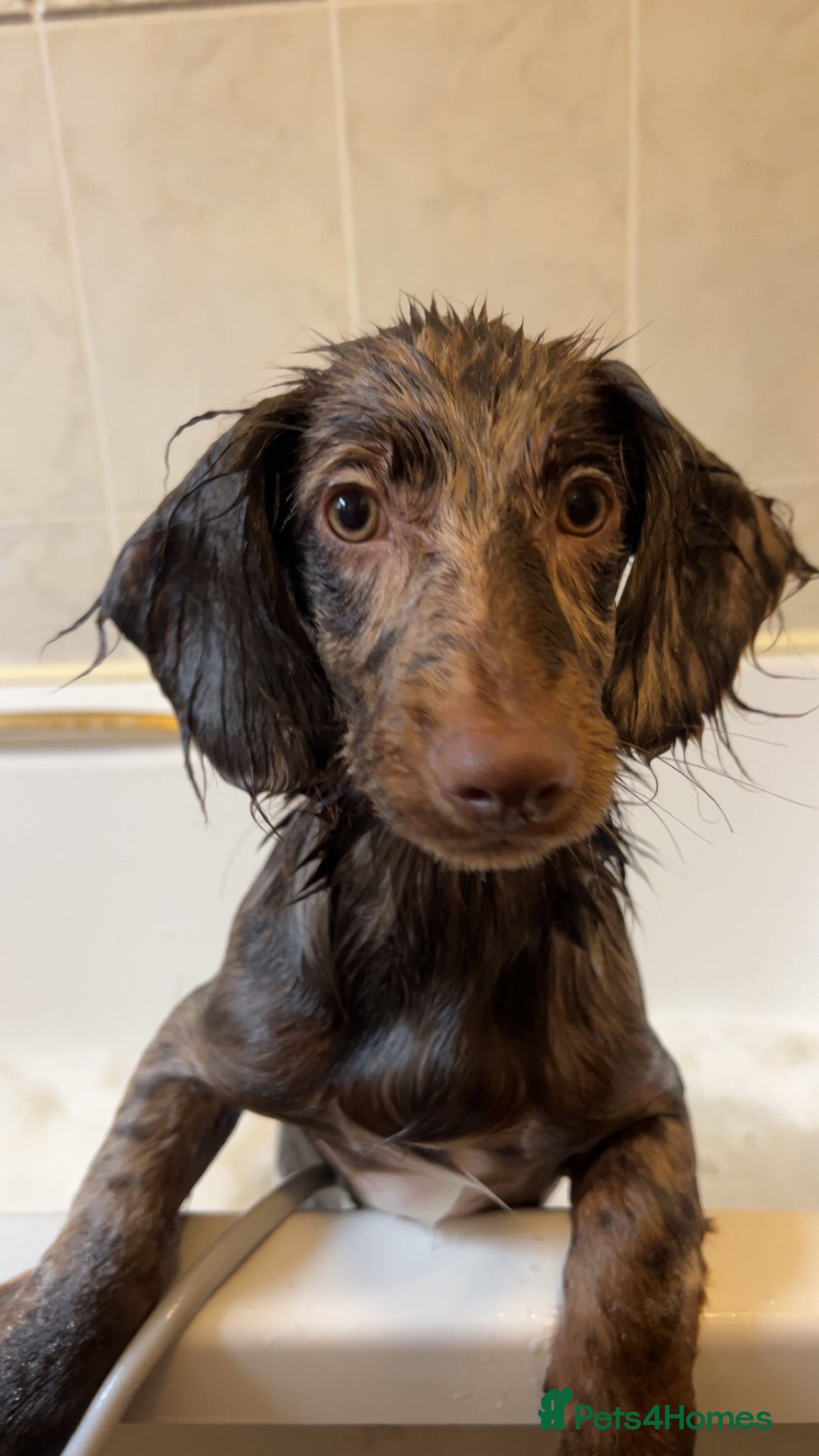 Dachshund dogs Dachshund male  - Advert 1