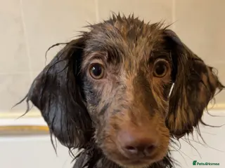 Dachshund dogs Dachshund male - Advert 11