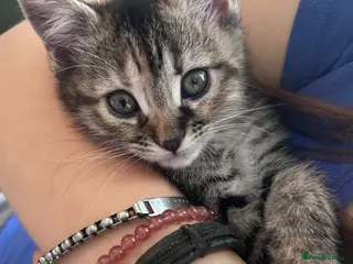 Mixed Breed cats British shorthair x bengal - Advert 2