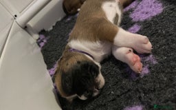 Boxer dogs for sale: Boxer Puppies KC registered  - Image 27