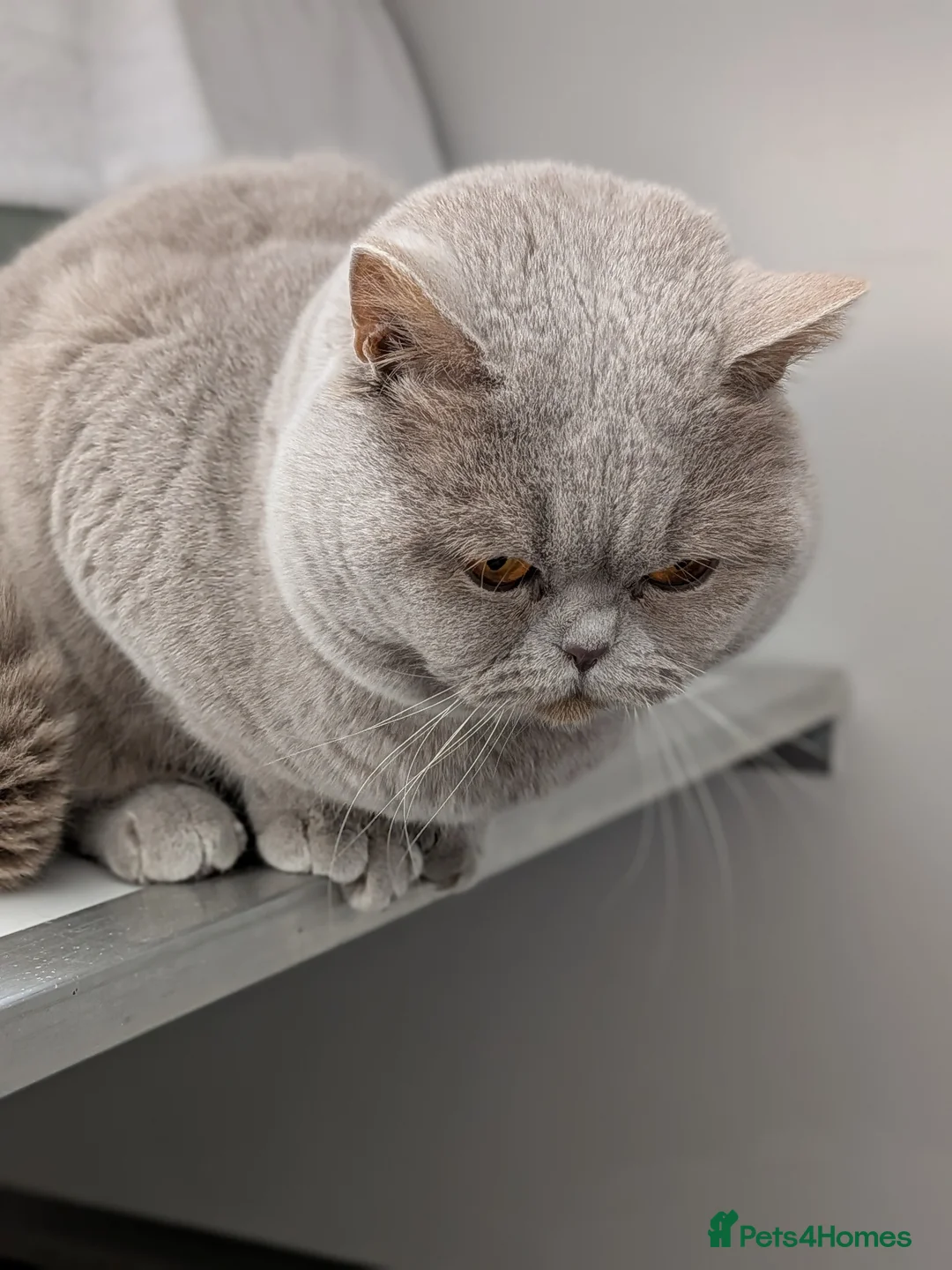 British Shorthair cats for stud: Champion GCCF BSH stud  - Advert 3