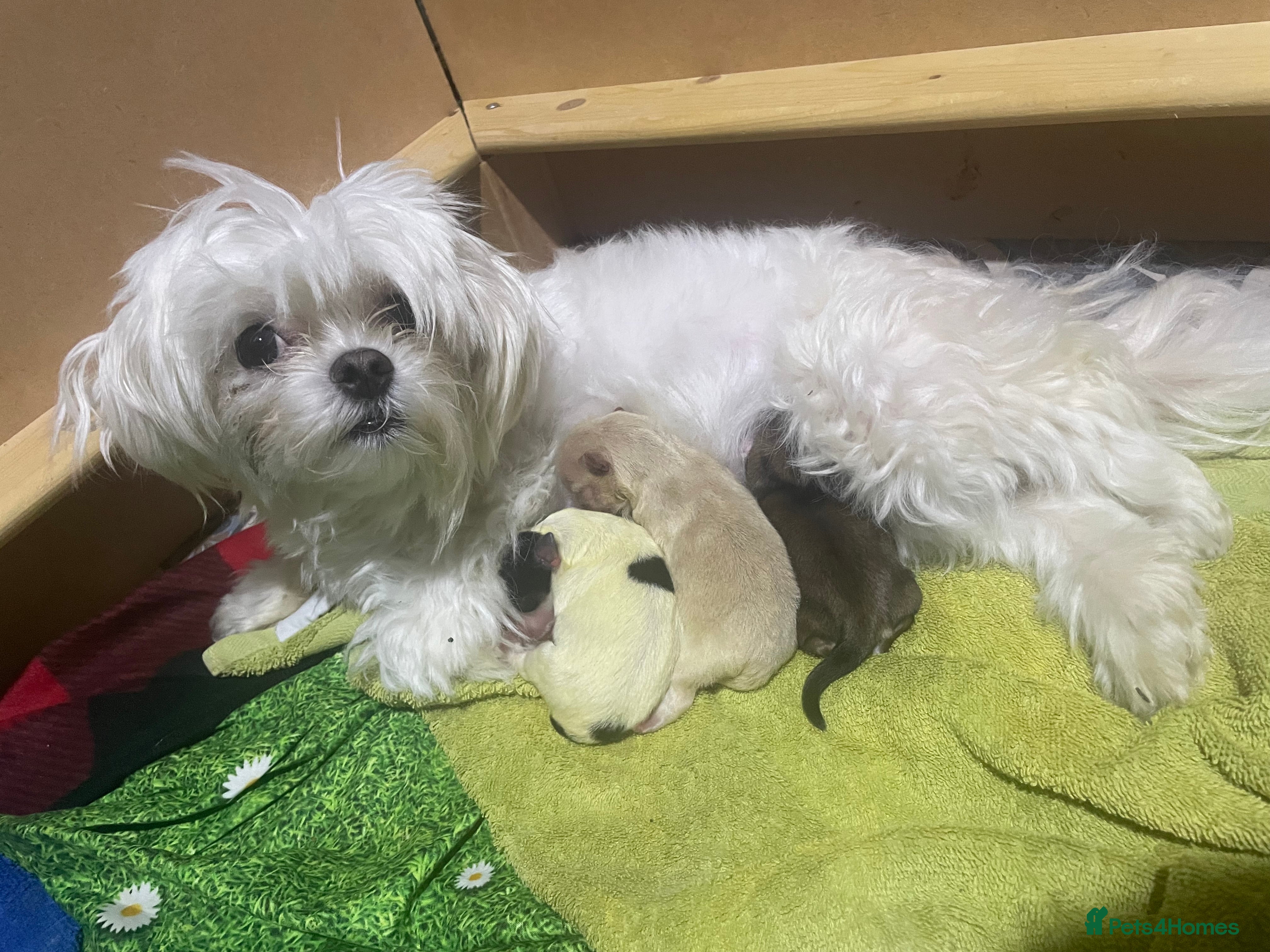 Morkie dogs Morkie puppies  - Advert 1