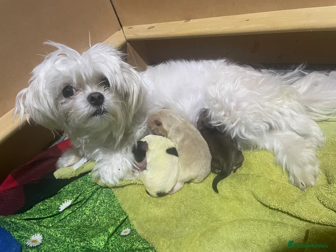 Morkie dogs for sale: Morkie puppies  - Advert 1