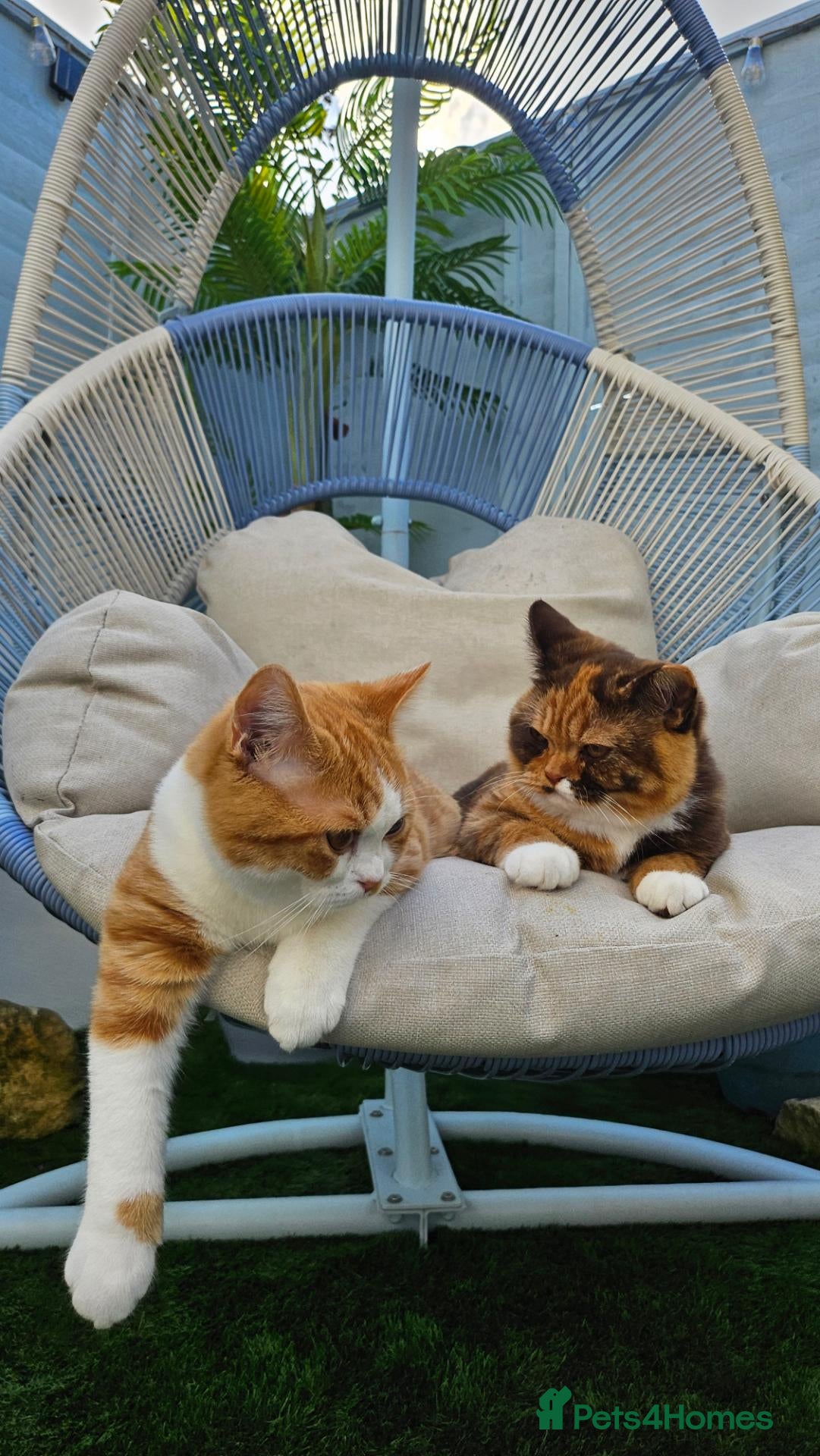 British Shorthair cats Pedigree BSH/Selkirk  2 boys Tica reg. - Advert 6