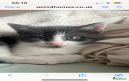 Mixed Breed cats for sale: Female Russian blue and British shorthair mix  - Image 9