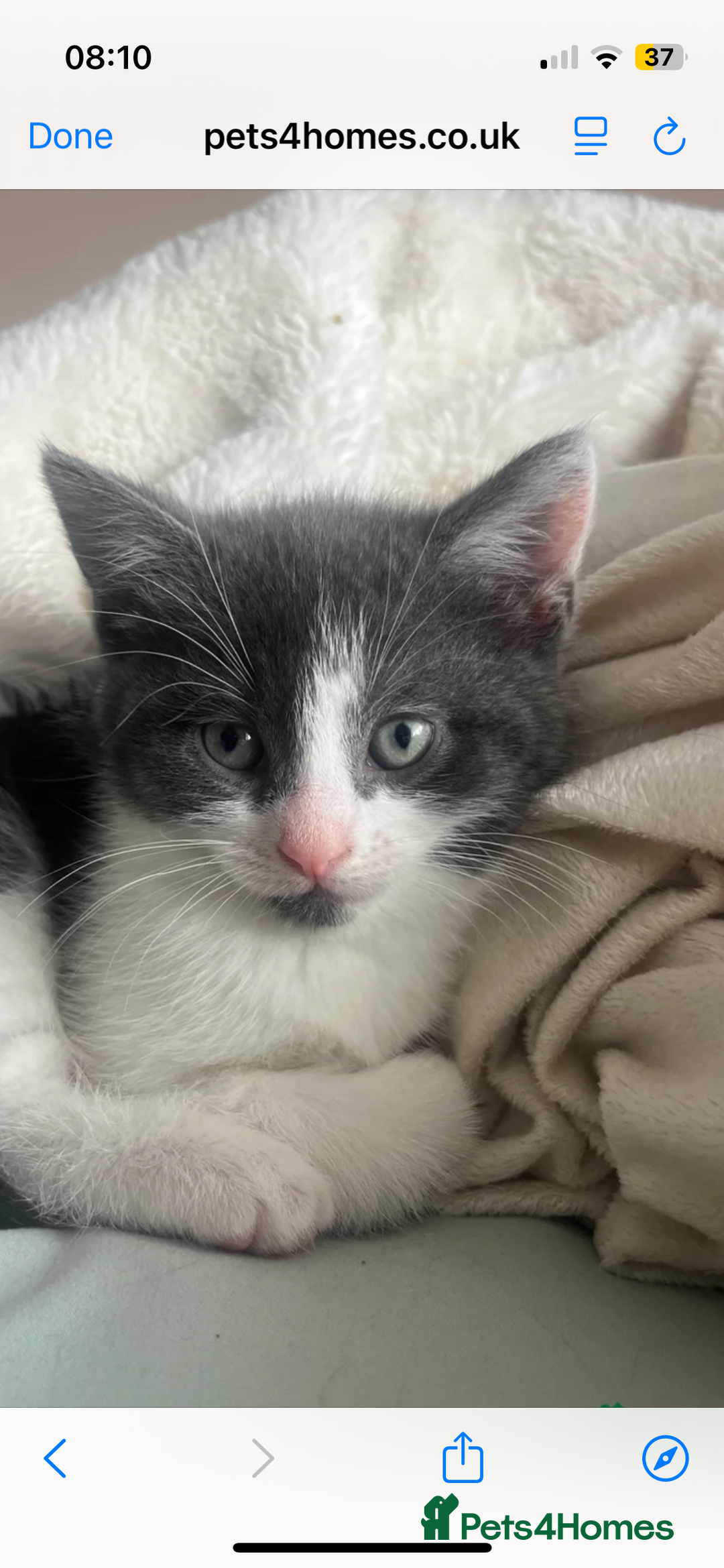 Mixed Breed cats for sale: Female Russian blue and British shorthair mix  - Image 9