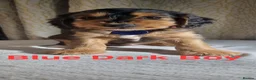 Cockapoo dogs for sale: Cockapoo❤️💜🩷🩵💙 - Advert 26