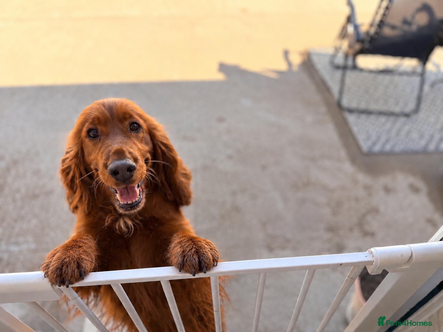 Cocker Spaniel dogs for sale: Prolific working lines cocker spaniel puppies  - Advert 2