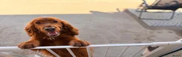 Cocker Spaniel dogs for sale: Prolific working lines cocker spaniel puppies  - Advert 2