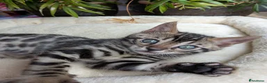 Bengal 1 Boy