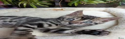 Bengal cats for sale: Bengal kittens in Essex TICA registered purebred  in Colchester - Advert 24