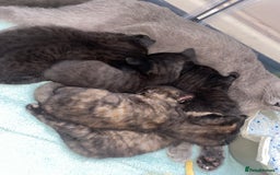 Mixed Breed cats for sale: British short hair cross - Image 5