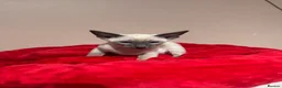 Siamese cats for sale: 2 cute Siamese girls available ready now  - Advert 7