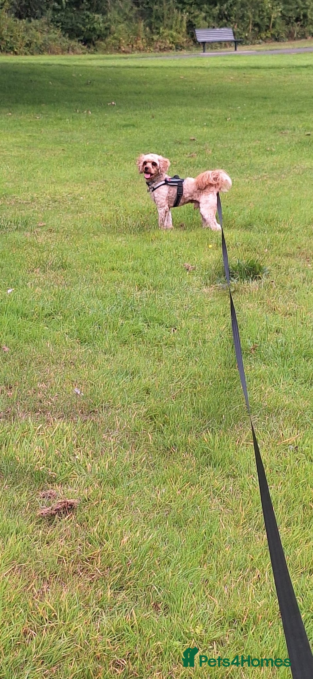 Cavapoo dogs for sale: lovely male 2 years old cavapoo  - Image 12
