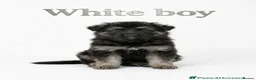German Shepherd dogs for stud: *Proven* Black German Shepherd Dog Male at Stud  - Advert 28
